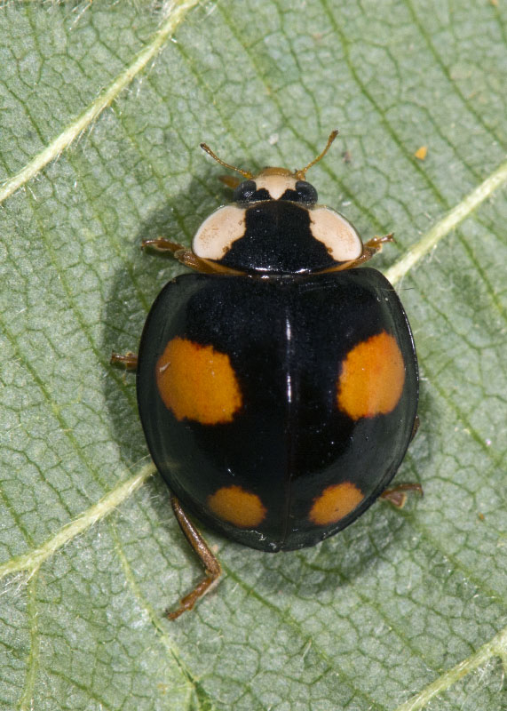 Coccinellidae: Harmonia axyridis